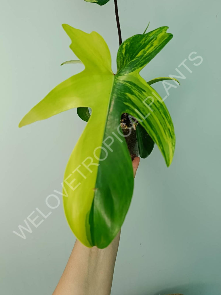 Philodendron florida beauty variegata