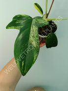 Philodendron florida beauty variegata