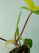 Philodendron florida beauty variegata