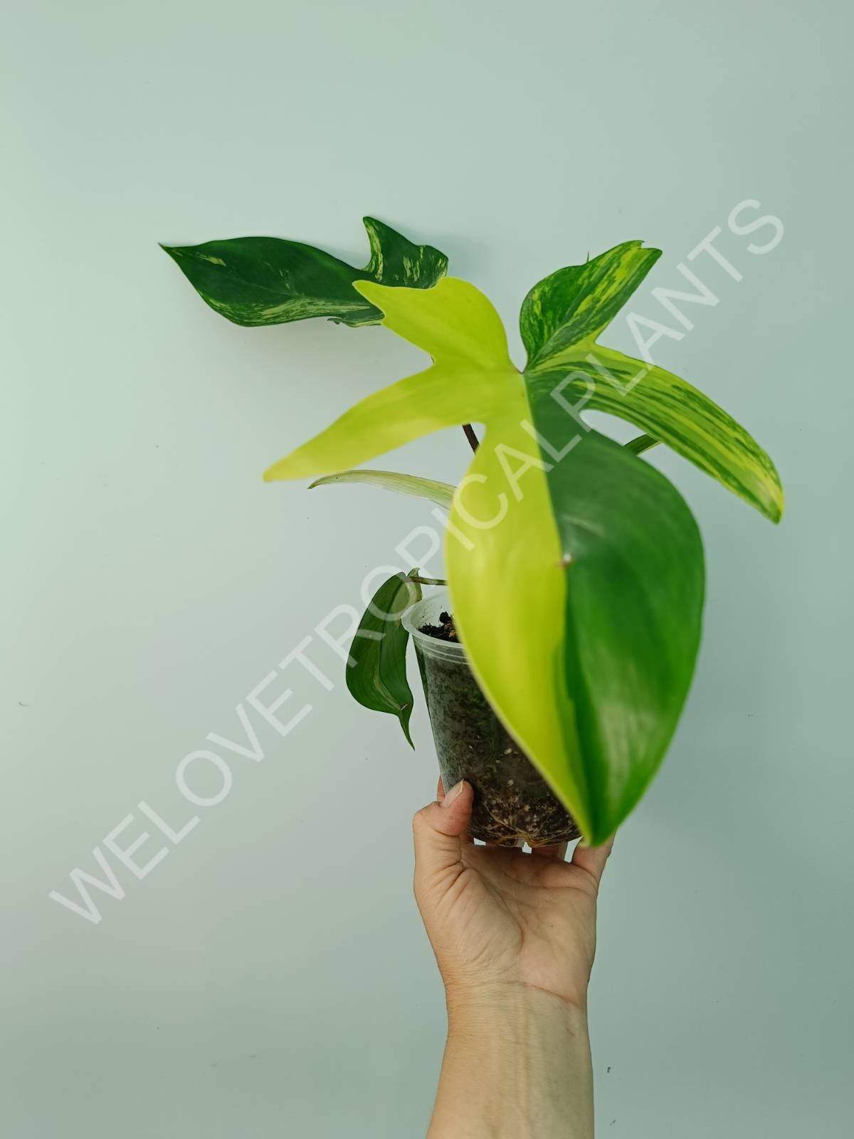 Philodendron florida beauty variegata