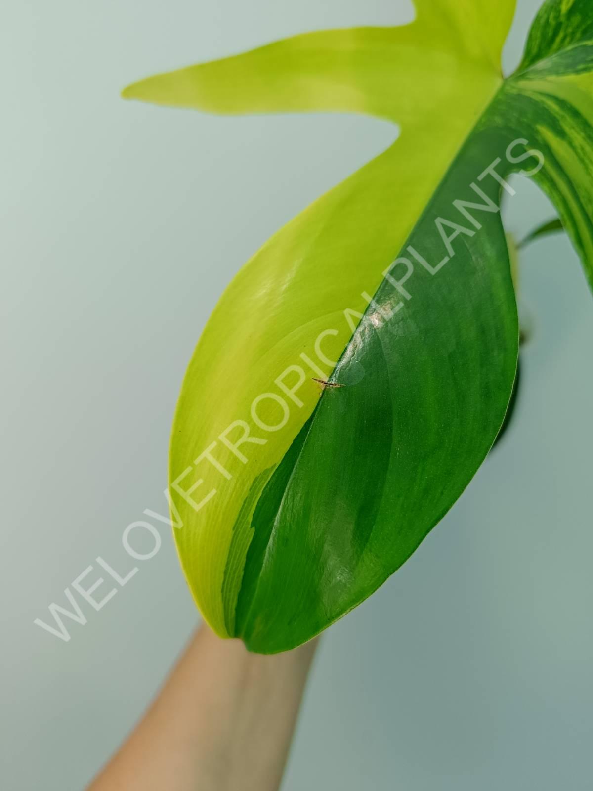 Philodendron florida beauty variegata