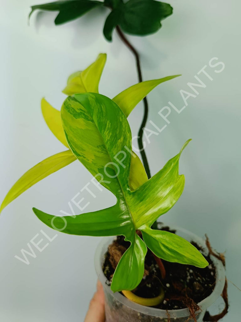 Philodendron florida beauty variegata