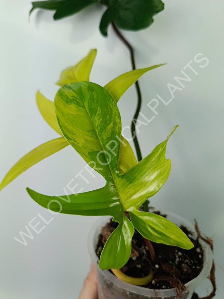 Philodendron florida beauty variegata