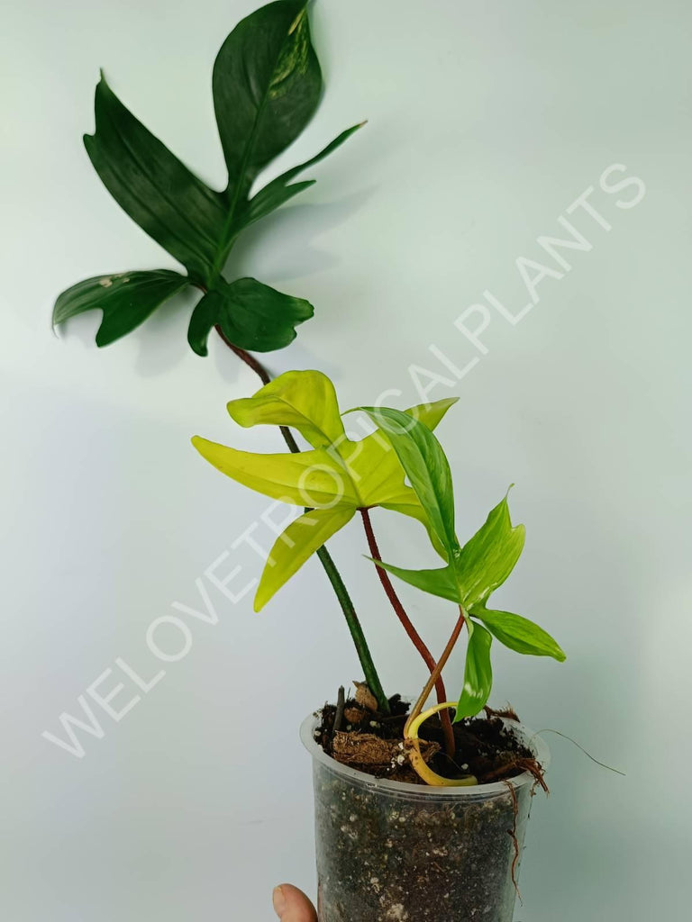 Philodendron florida beauty variegata