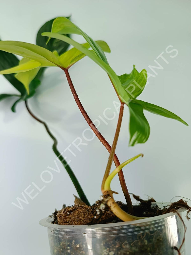 Philodendron florida beauty variegata