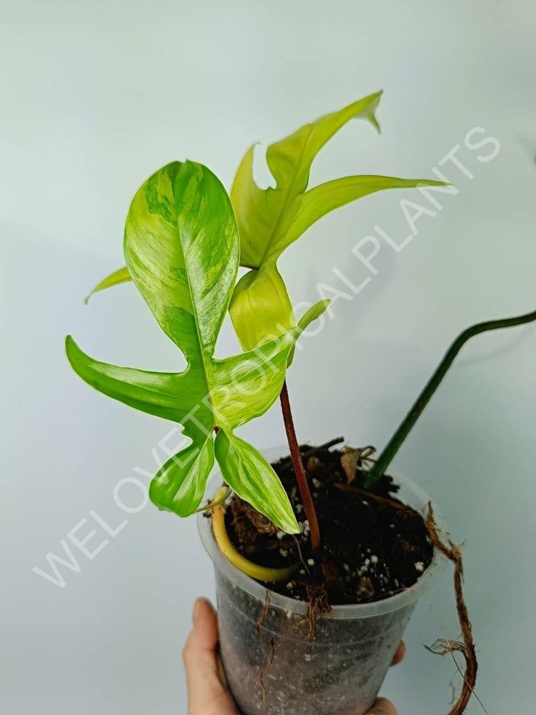 Philodendron florida beauty variegata