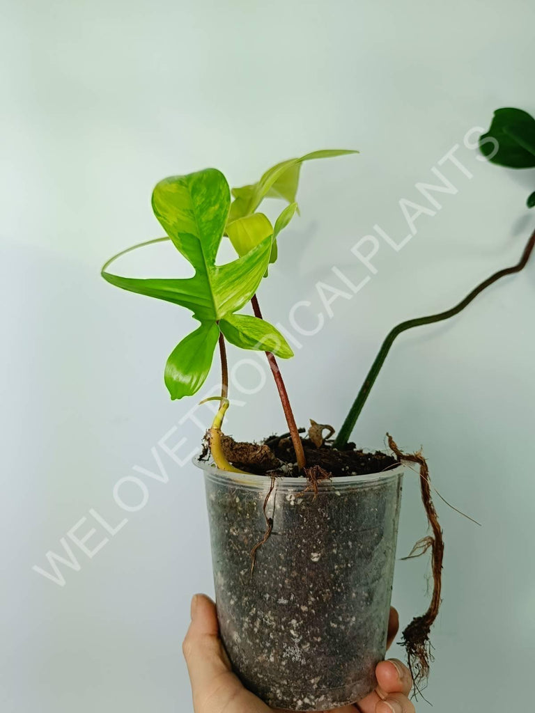 Philodendron florida beauty variegata