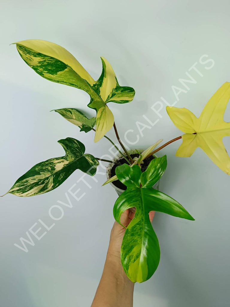 Philodendron florida beauty variegata