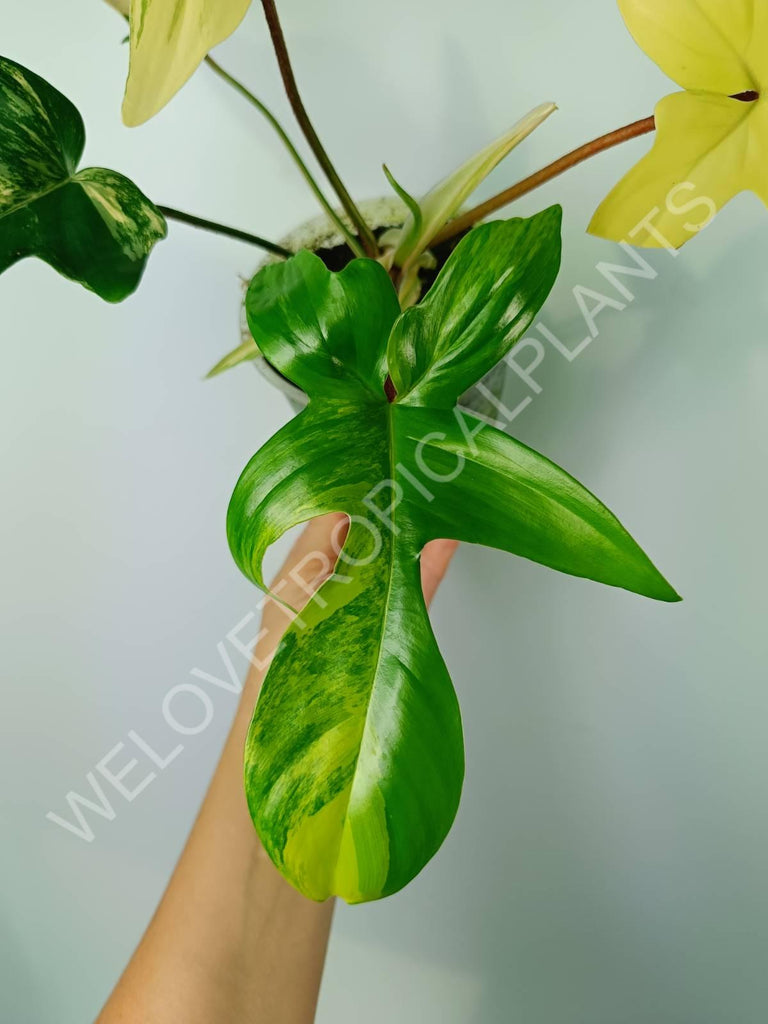 Philodendron florida beauty variegata