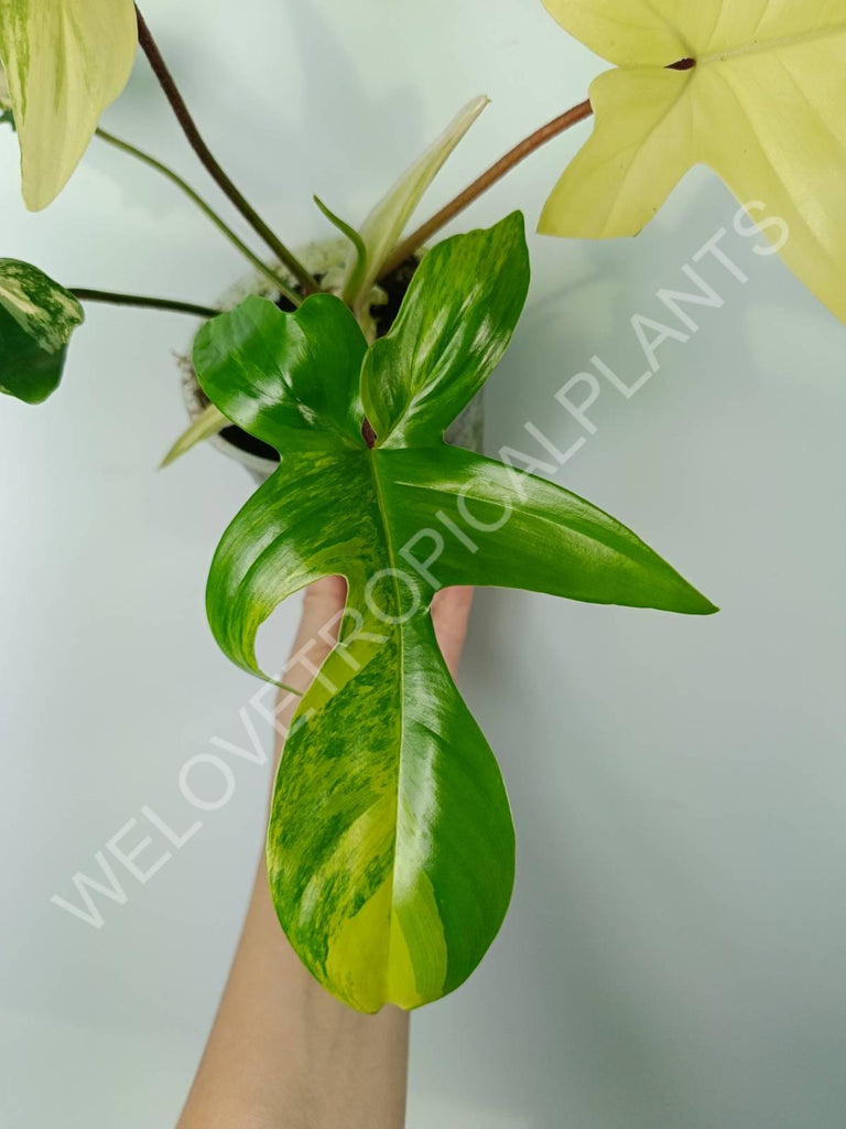 Philodendron florida beauty variegata