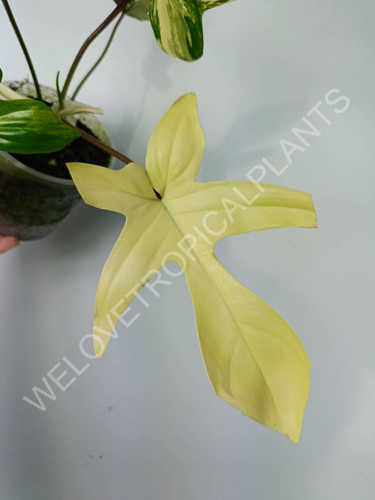 Philodendron florida beauty variegata