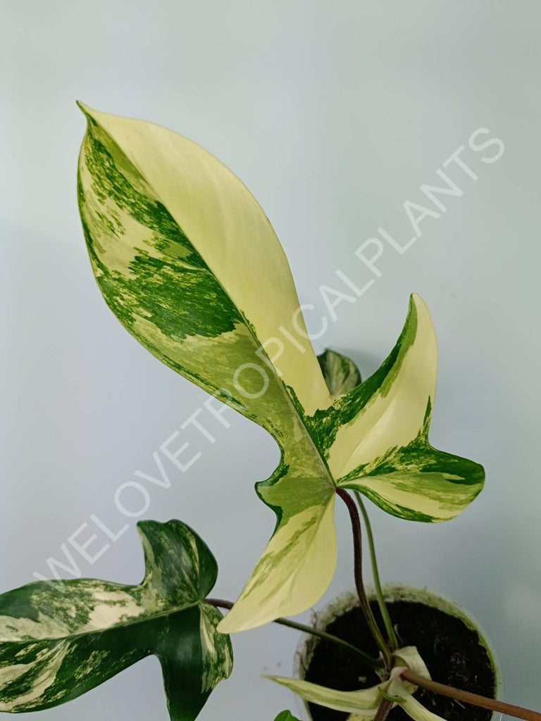 Philodendron florida beauty variegata