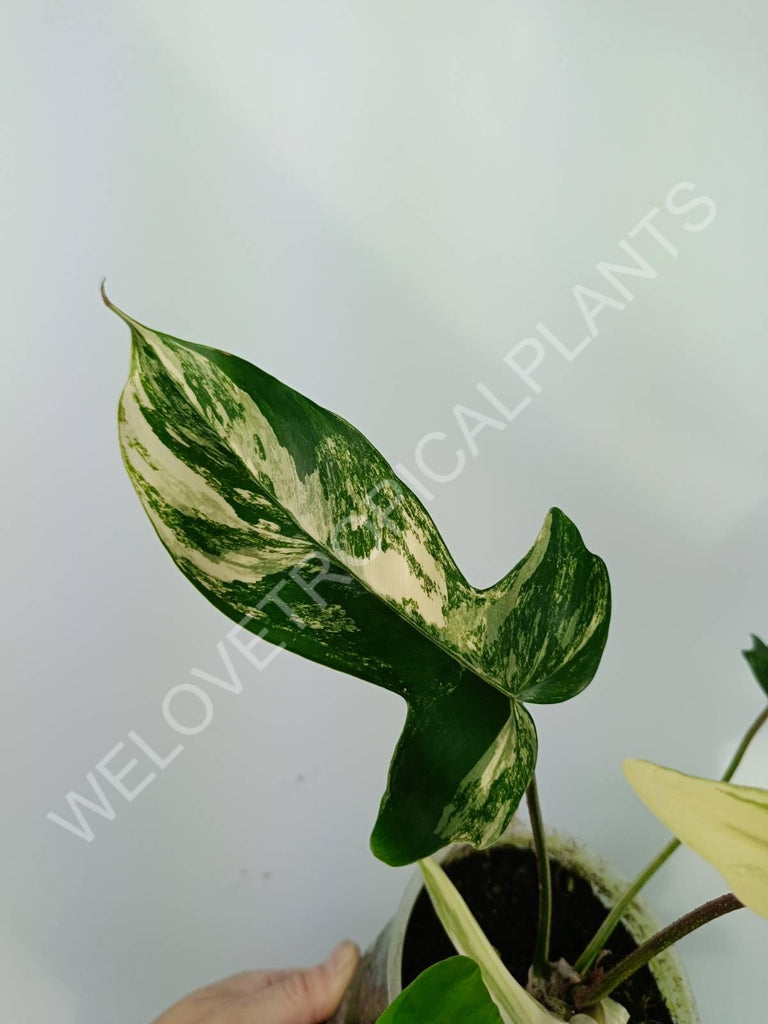 Philodendron florida beauty variegata