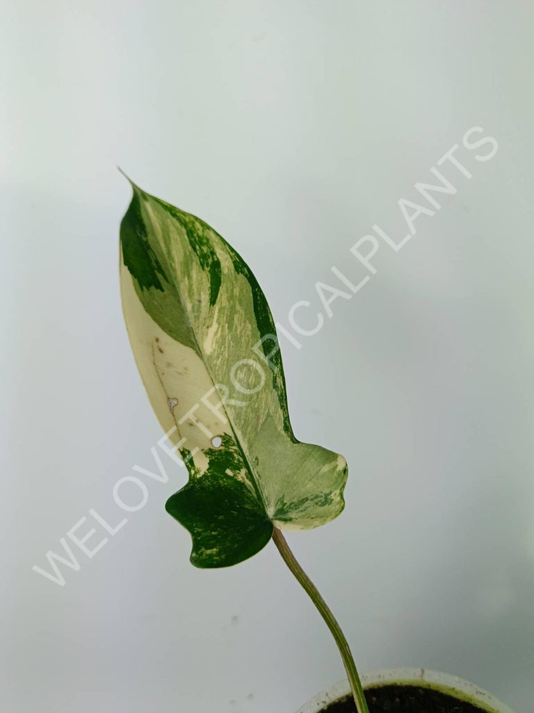 Philodendron florida beauty variegata