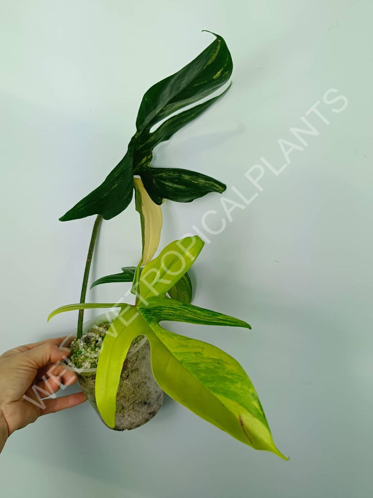 Philodendron florida beauty variegata