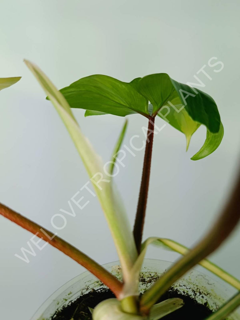 Philodendron florida beauty variegata