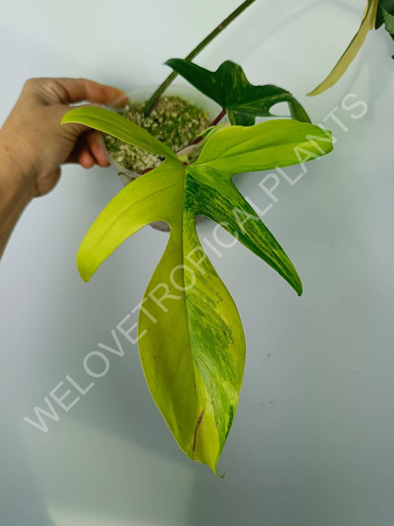 Philodendron florida beauty variegata