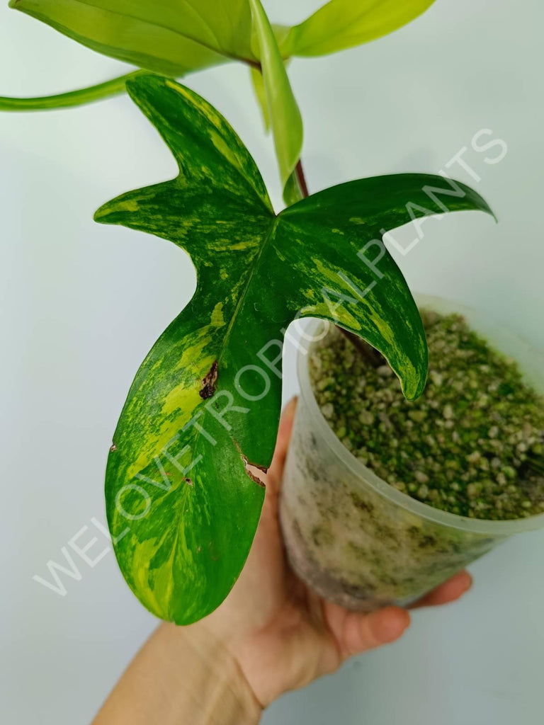 Philodendron florida beauty variegata