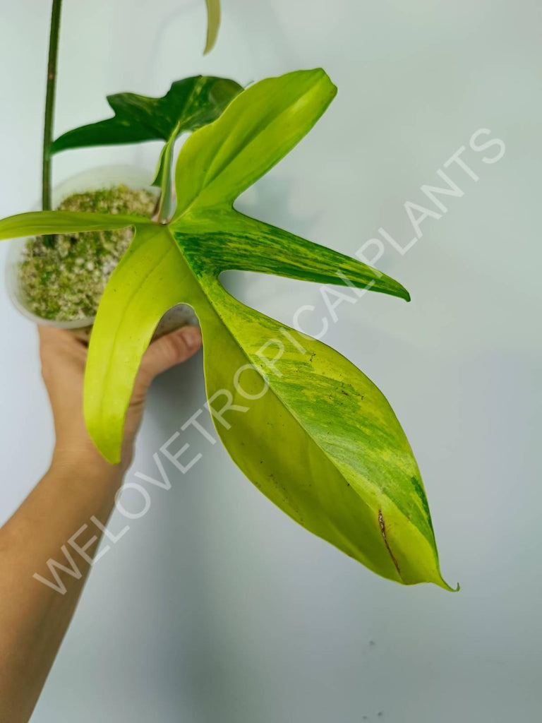 Philodendron florida beauty variegata