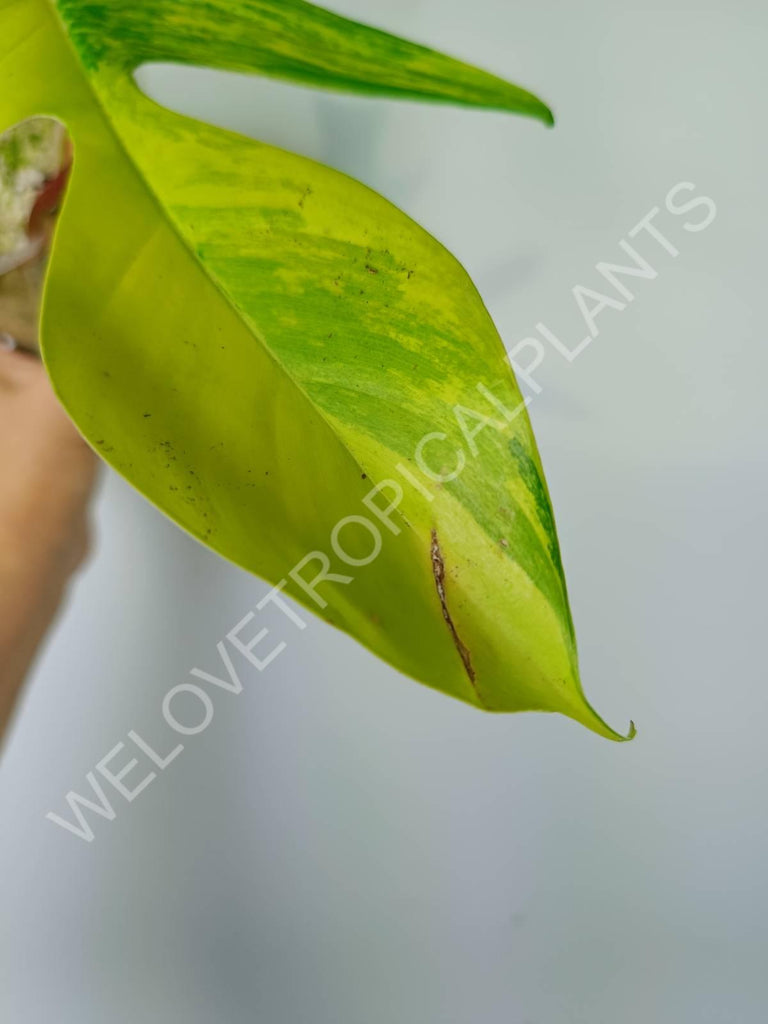 Philodendron florida beauty variegata