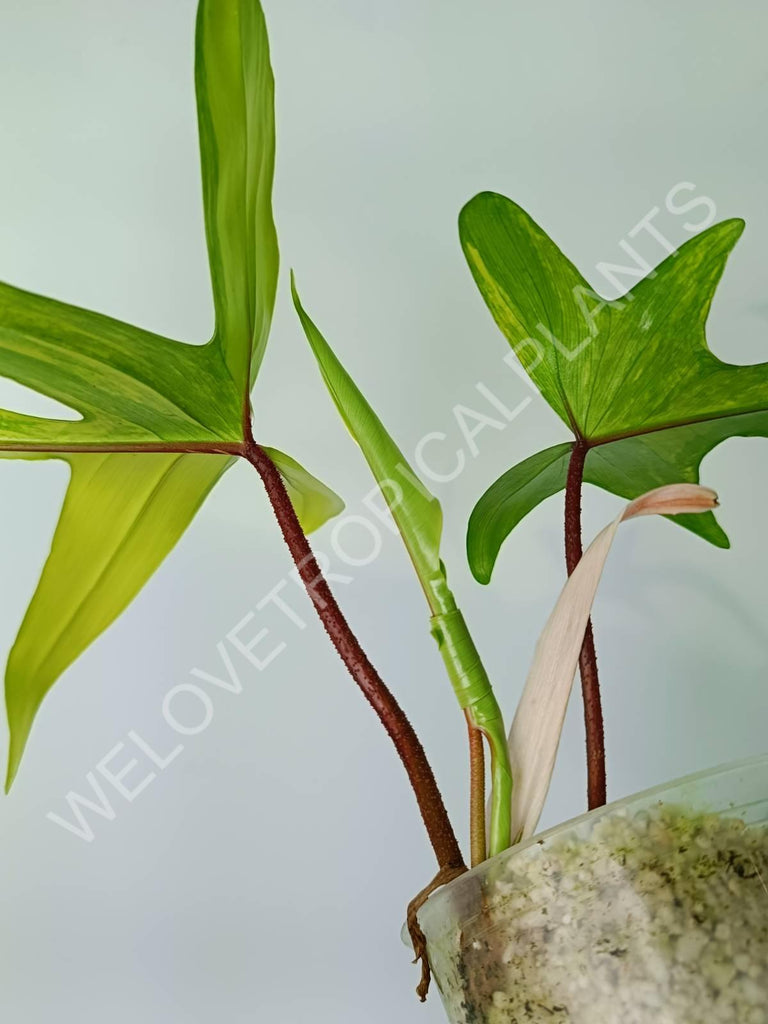 Philodendron florida beauty variegata