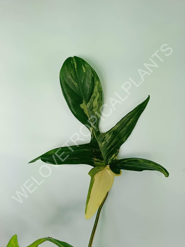 Philodendron florida beauty variegata