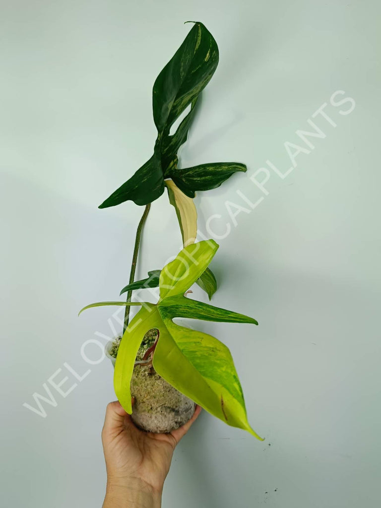 Philodendron florida beauty variegata