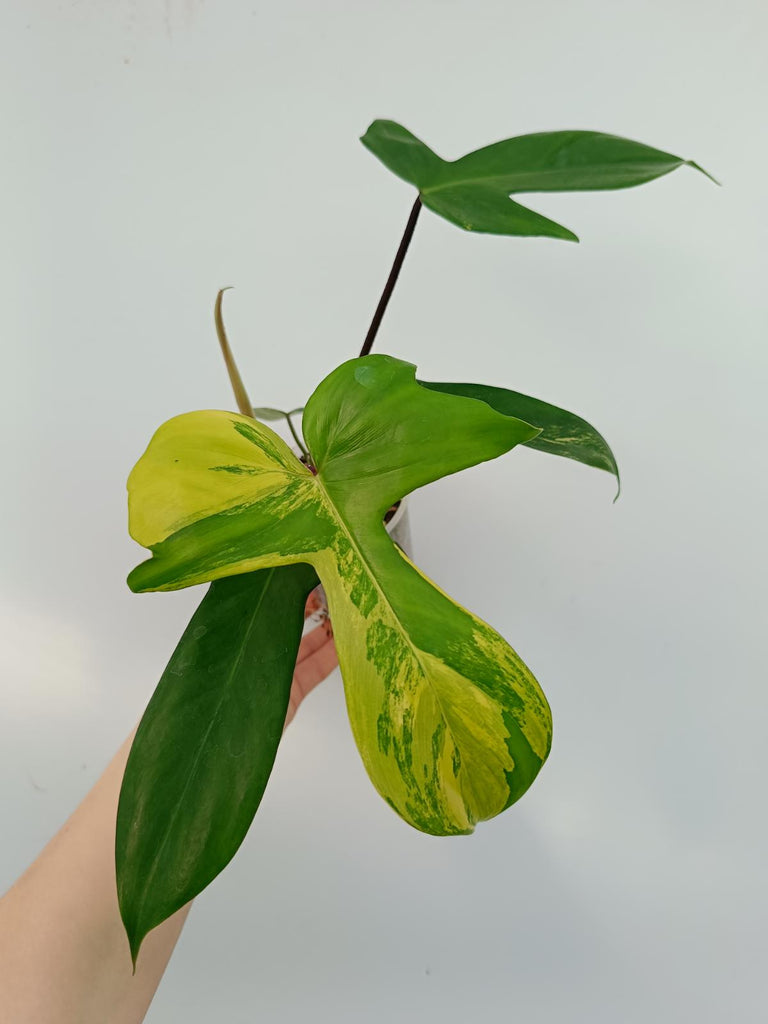 Philodendron florida beauty variegata