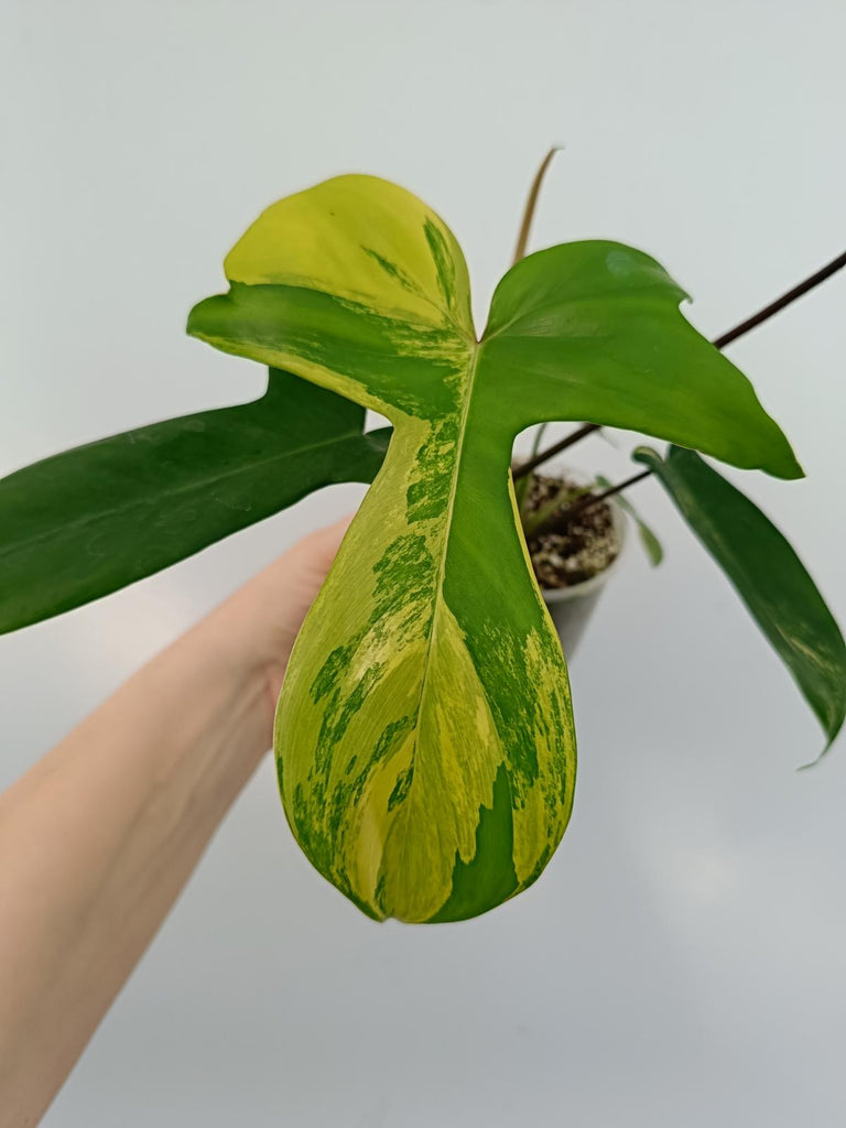 Philodendron florida beauty variegata