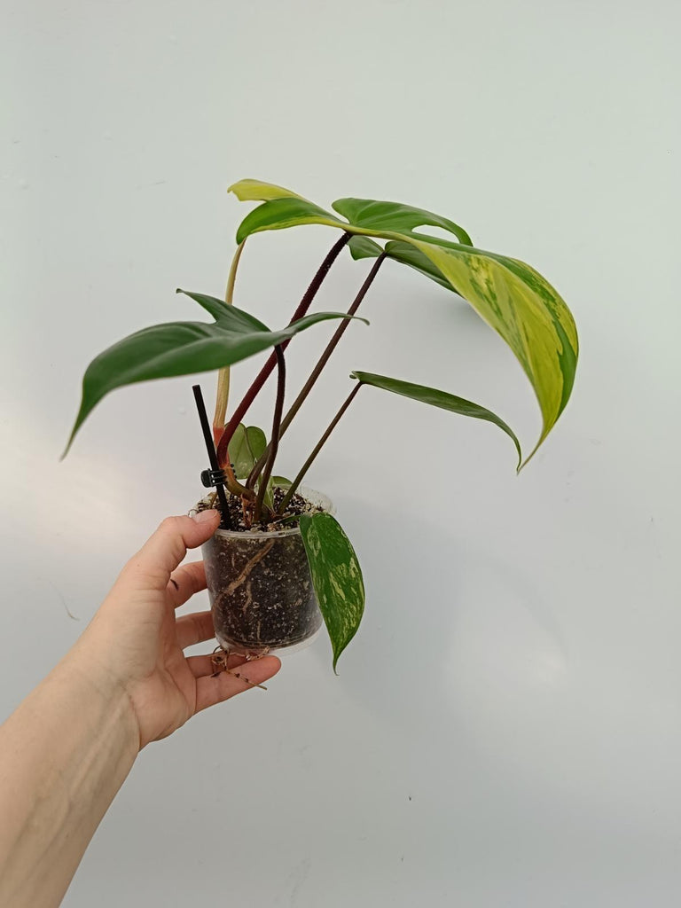 Philodendron florida beauty variegata