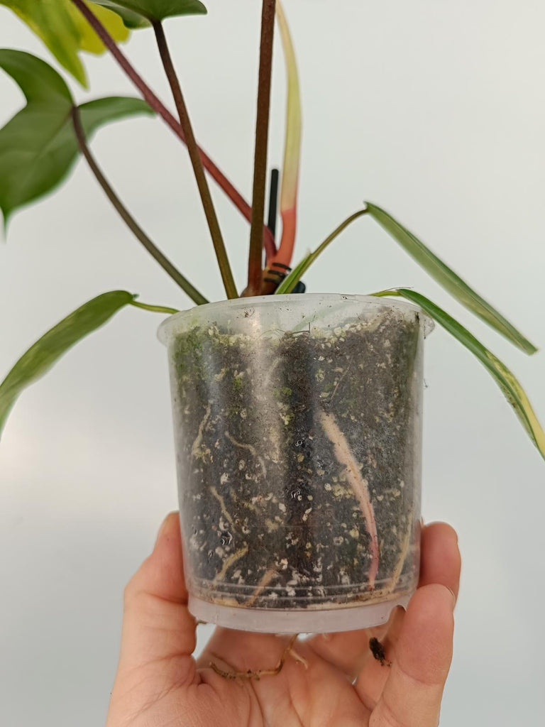 Philodendron florida beauty variegata