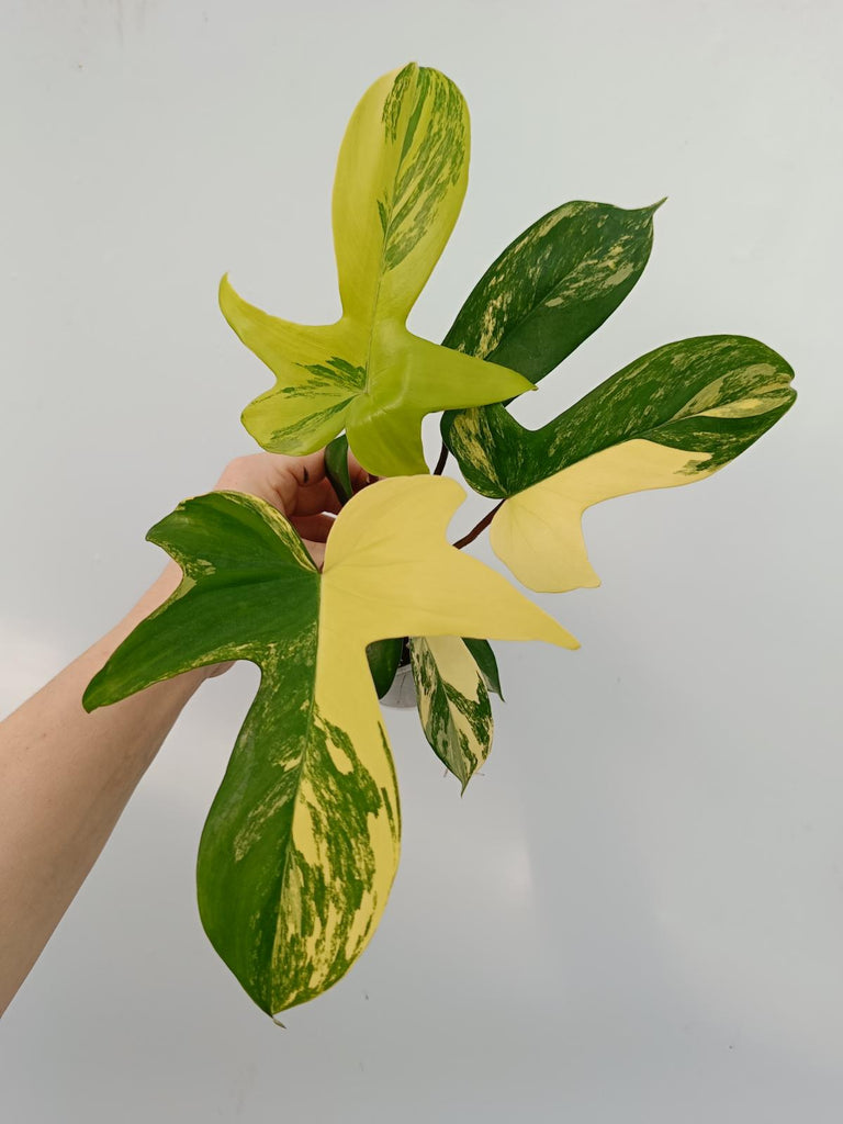 Philodendron florida beauty variegata