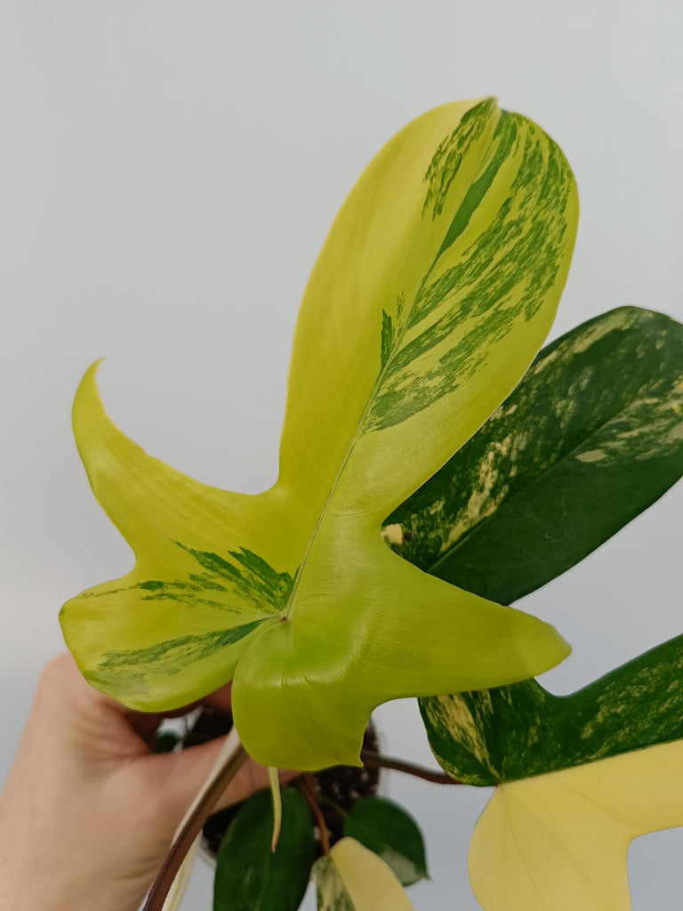 Philodendron florida beauty variegata