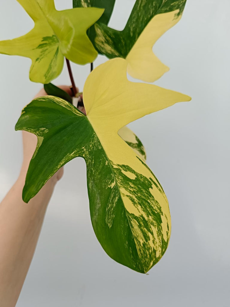 Philodendron florida beauty variegata