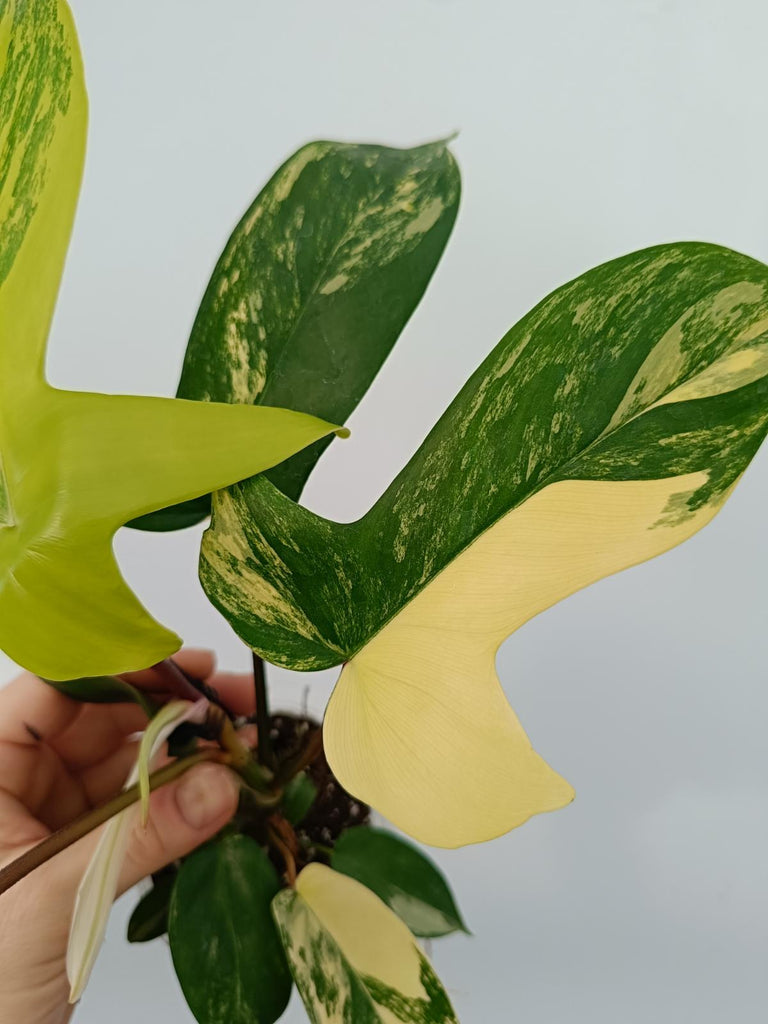 Philodendron florida beauty variegata