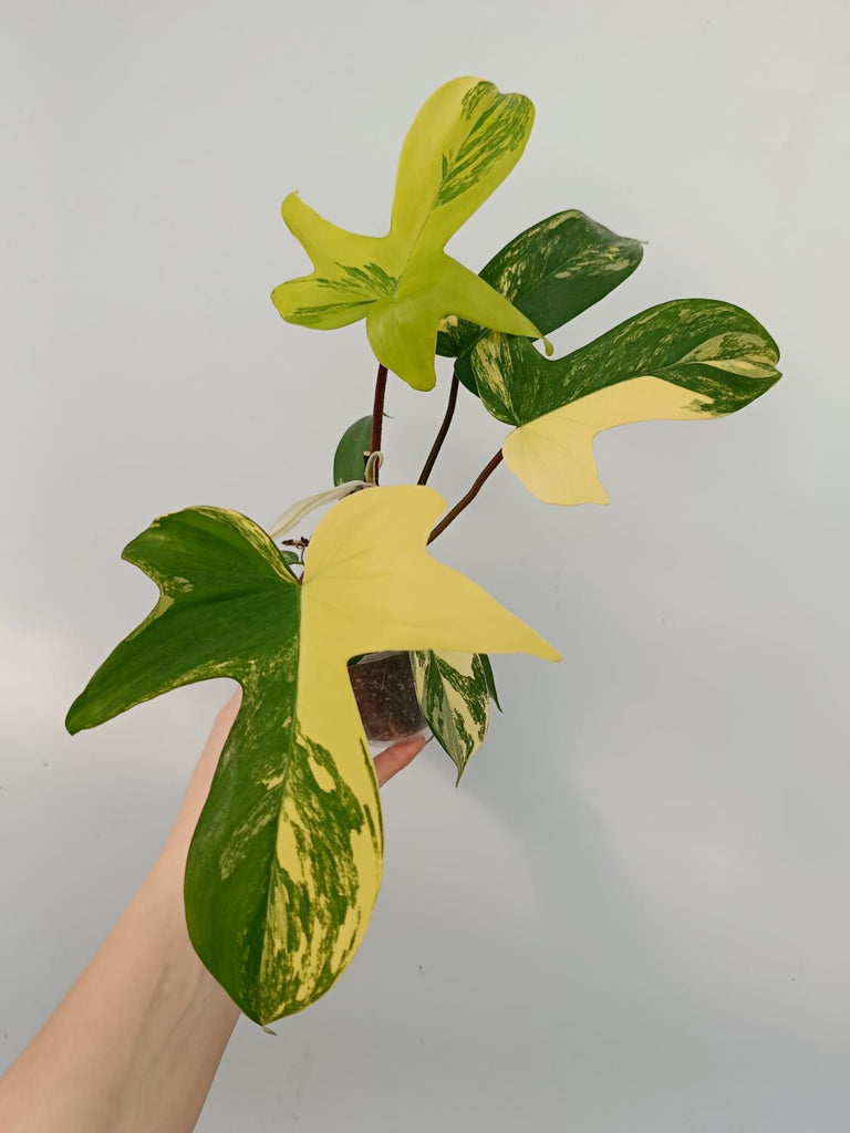 Philodendron florida beauty variegata