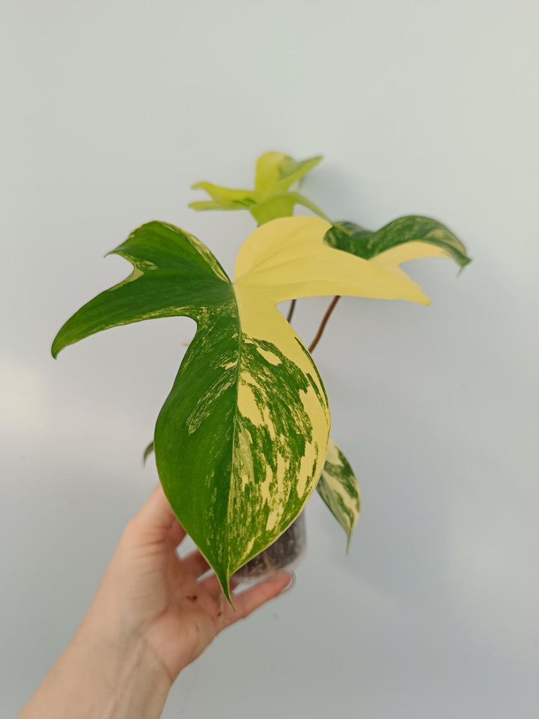 Philodendron florida beauty variegata