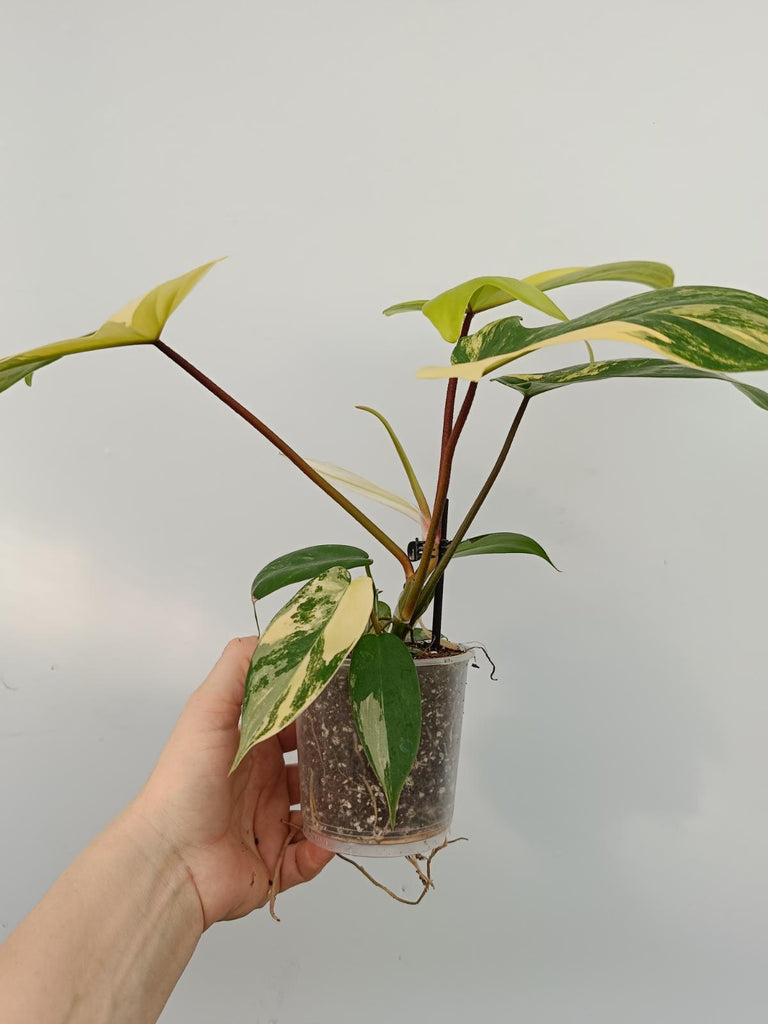 Philodendron florida beauty variegata