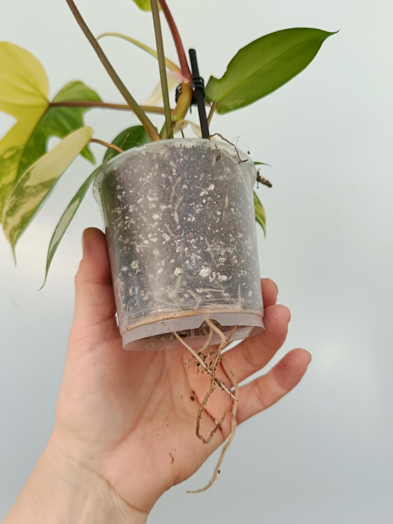 Philodendron florida beauty variegata