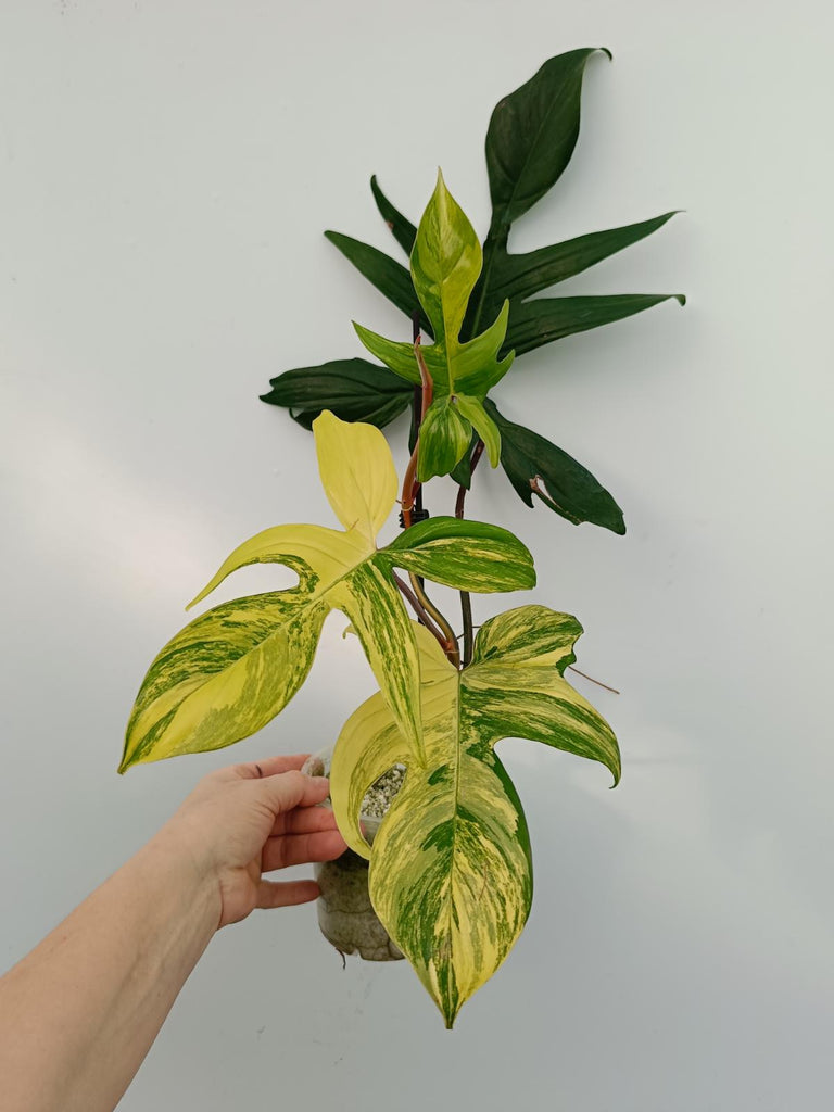 Philodendron florida beauty variegata