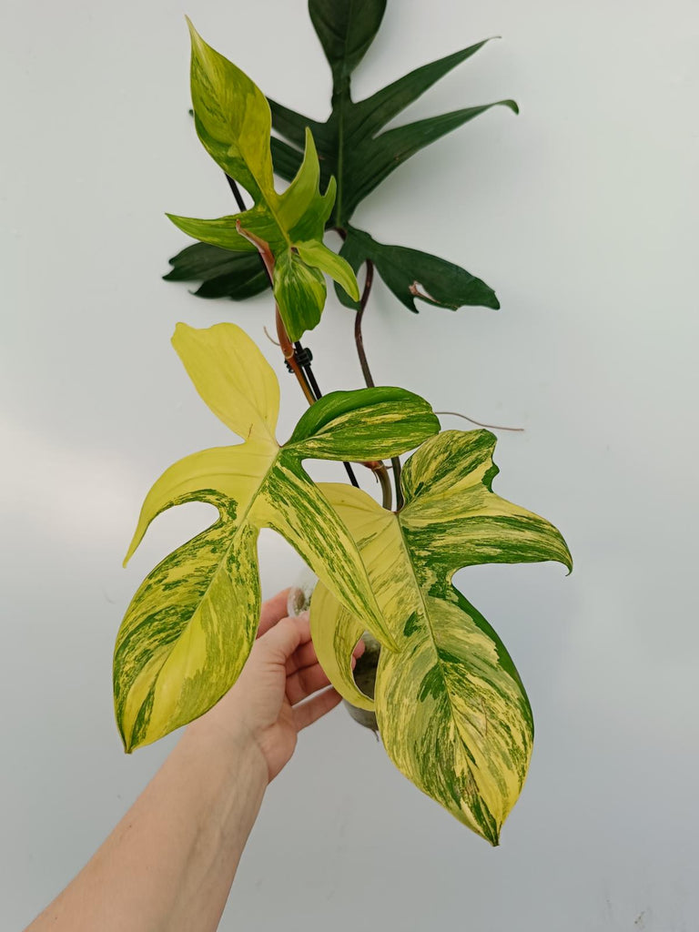 Philodendron florida beauty variegata