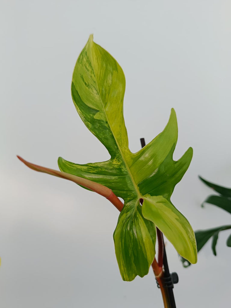 Philodendron florida beauty variegata