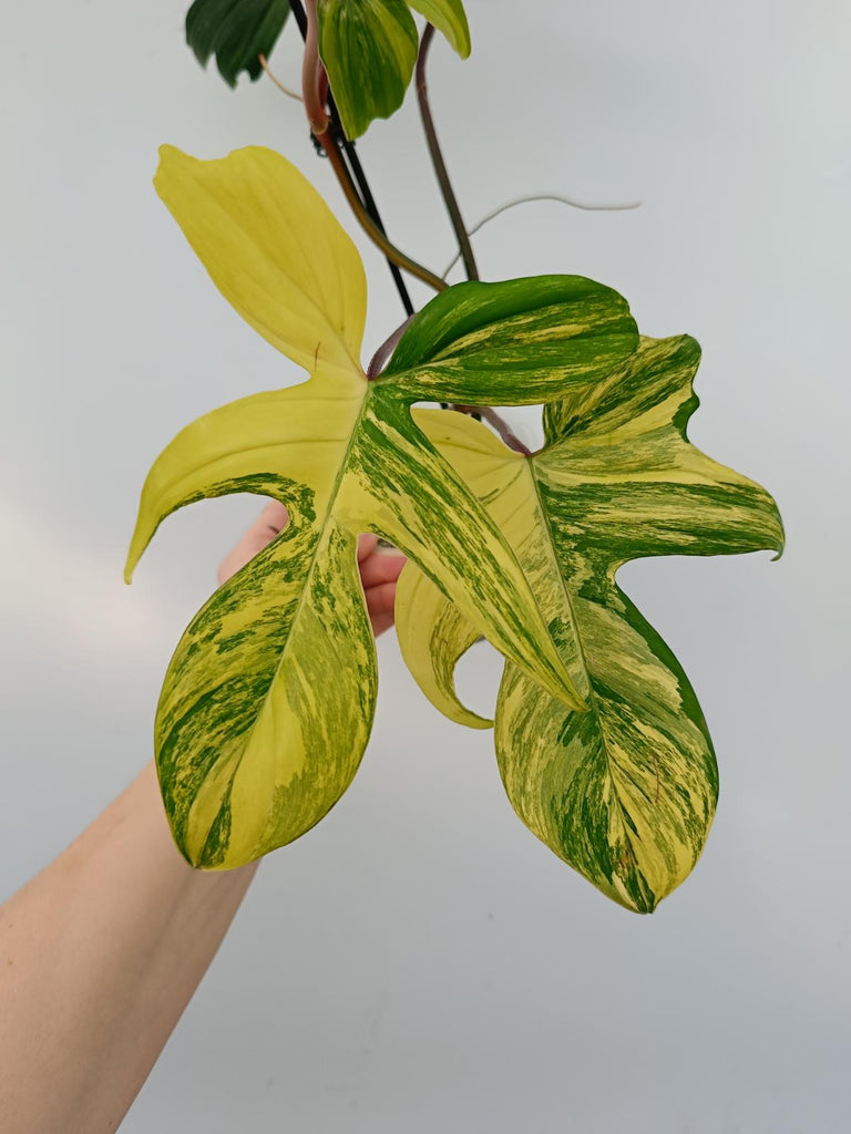 Philodendron florida beauty variegata