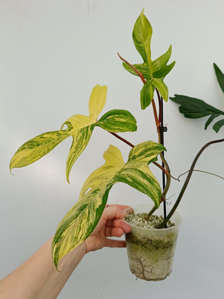 Philodendron florida beauty variegata