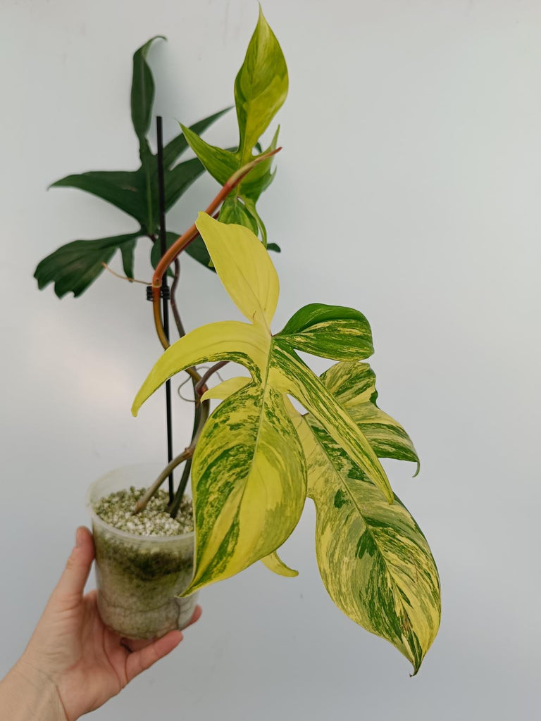 Philodendron florida beauty variegata