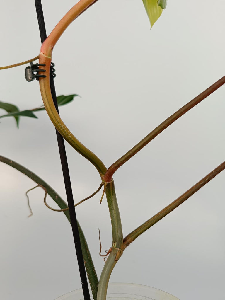 Philodendron florida beauty variegata