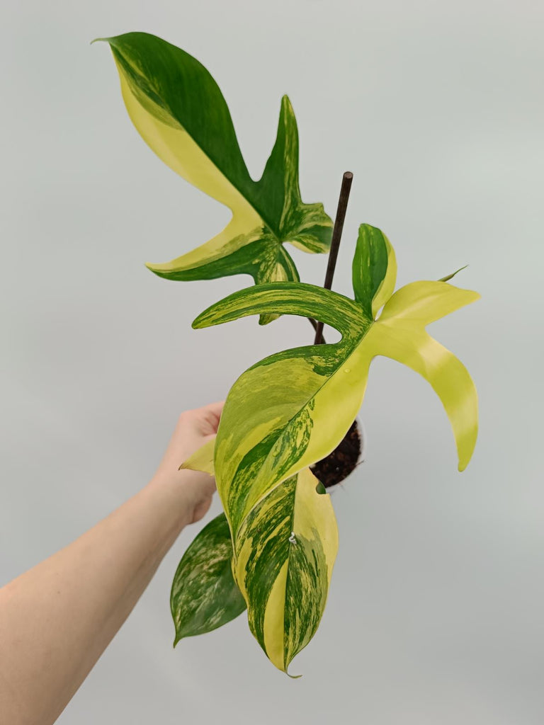 Philodendron florida beauty variegata