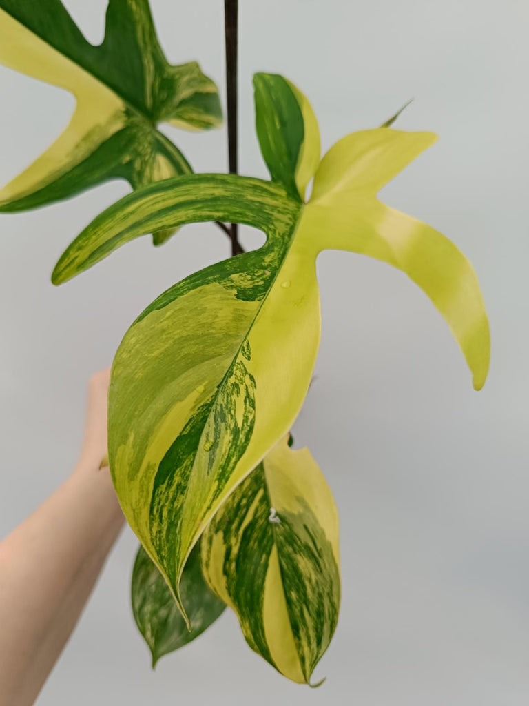 Philodendron florida beauty variegata