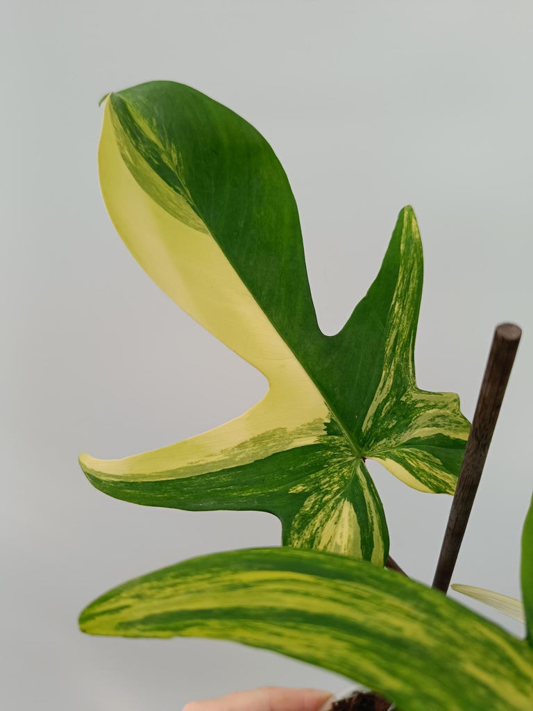 Philodendron florida beauty variegata