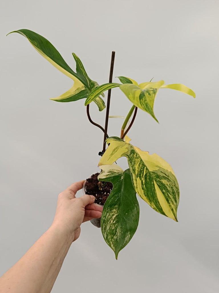 Philodendron florida beauty variegata